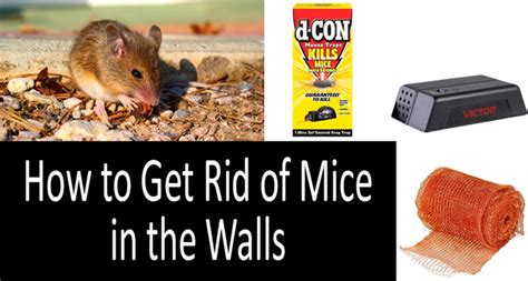 How to get rid of rats in the walls - Seal your doors and walls. Get rid of anything that rodents can use to eat, drink, or build shelters with. Use traps and cages to contain your rodents. If you ...